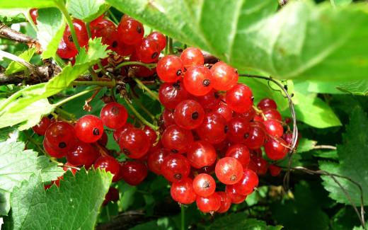 1077984 (a): :2560x1600